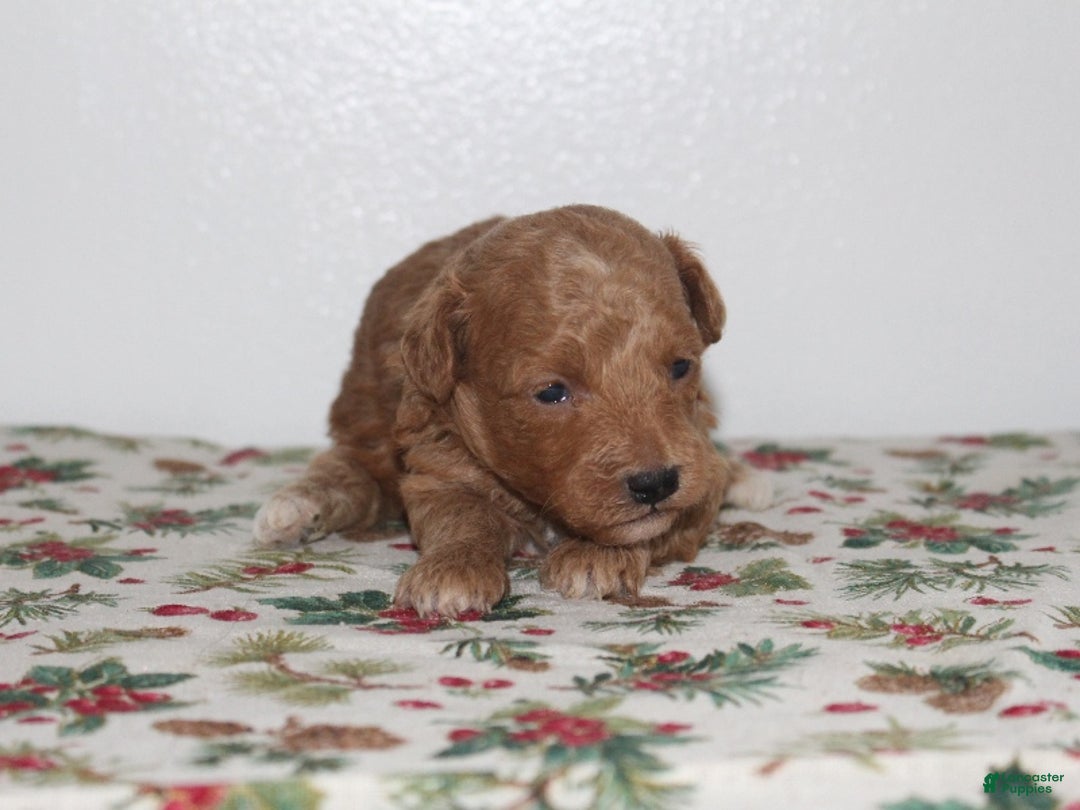 Miniature Poodle dogs for sale: Gina - Ad 2