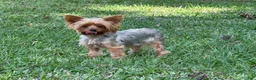 Yorkshire Terrier dogs for sale: Yorkshire Terrier Puppy 1 - Ad 9