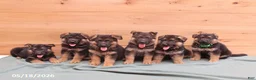 German Shepherd dogs for sale: Gage - Ad 2