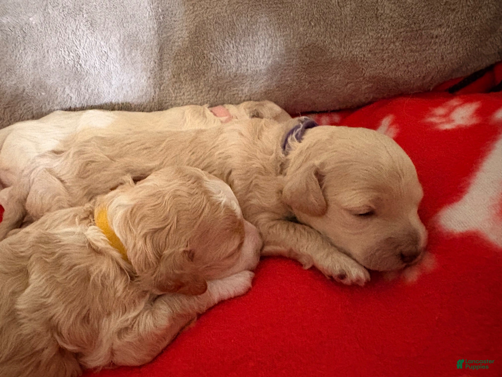 Maltipoo dogs Maltipoo Puppy 1 - Ad 4