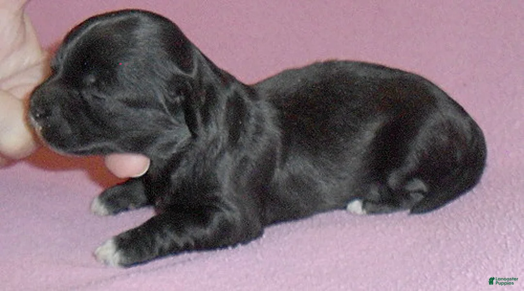 Shihpoo dogs for sale: Molly - Ad 4