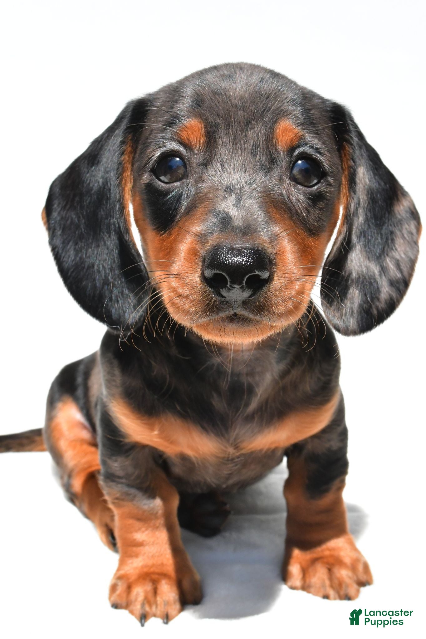 Dachshund dogs Ronnie - Ad 2
