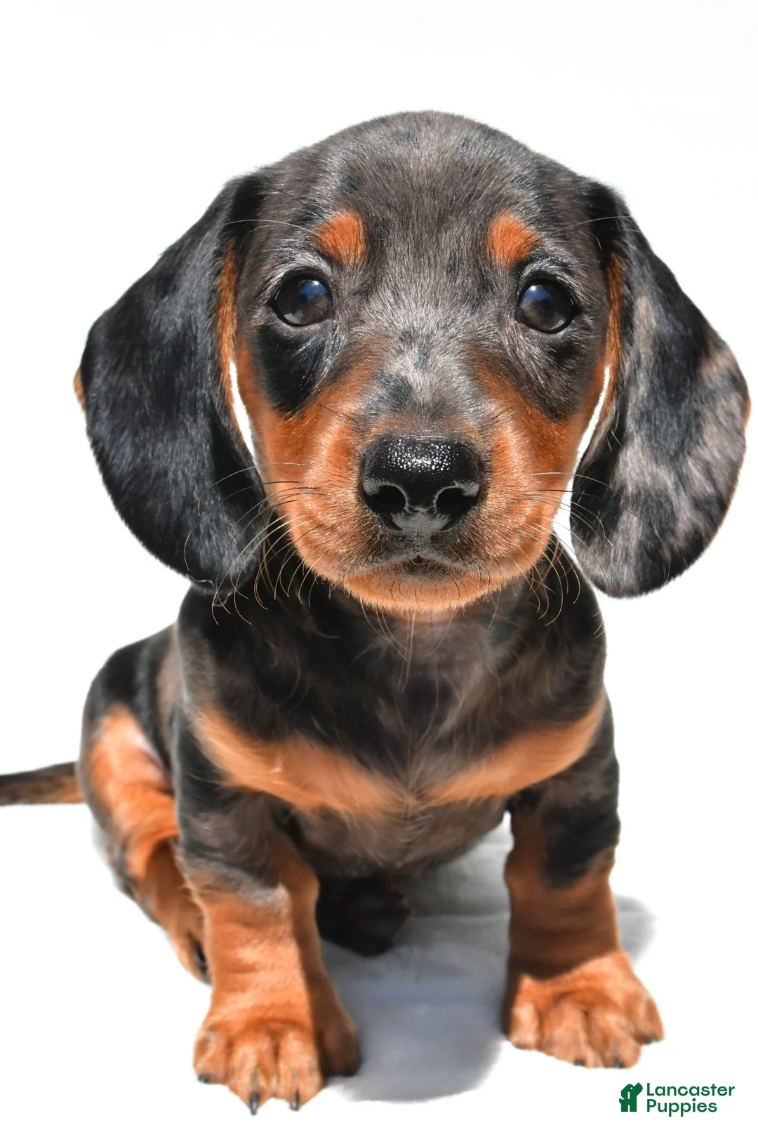 Dachshund dogs for sale: Ronnie - Ad 2