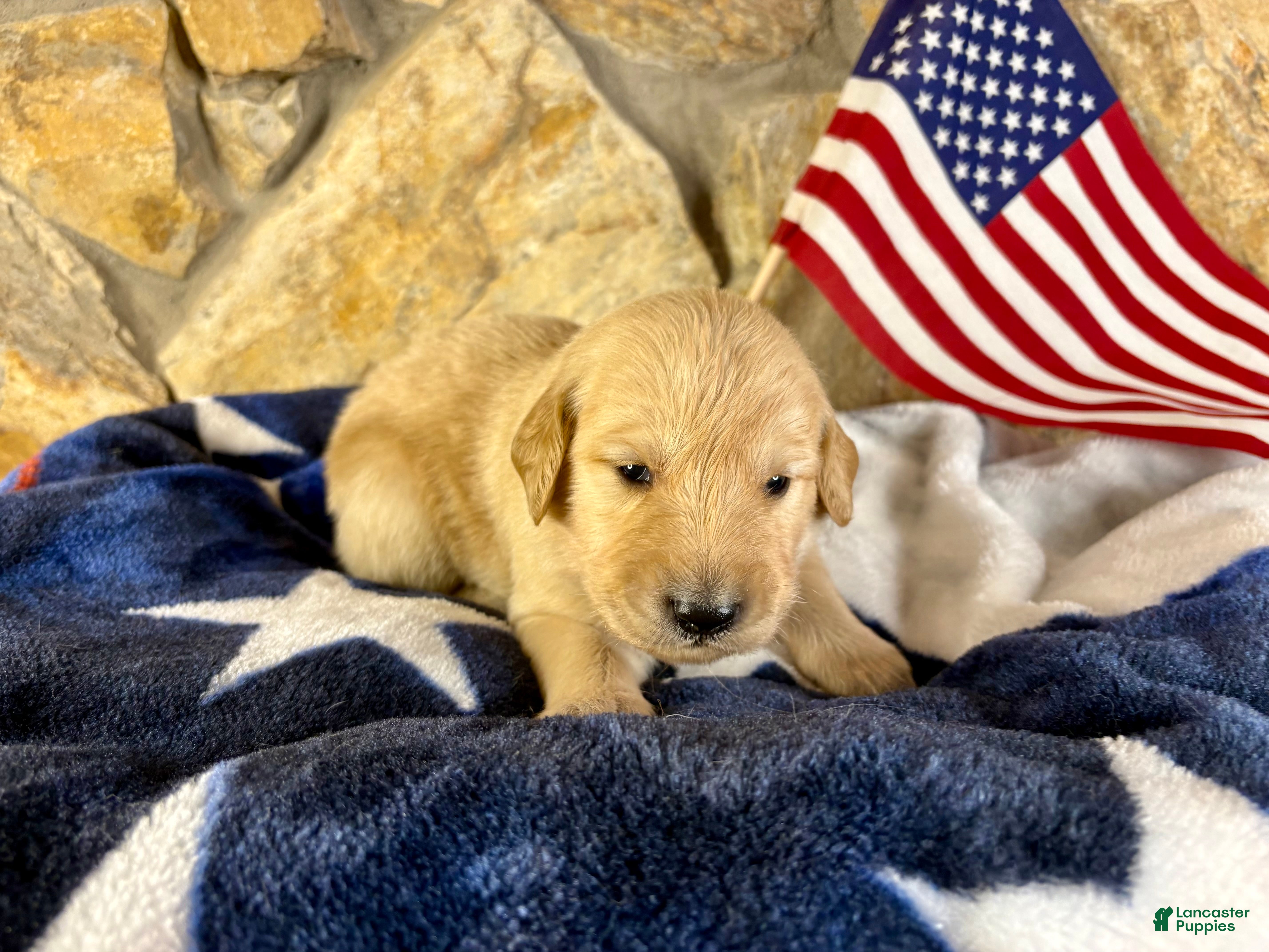 Golden Retriever dogs Penny’s Mr. Navy - Ad 28