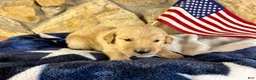 Golden Retriever dogs for sale: Penny’s Mr. Navy - Ad 1