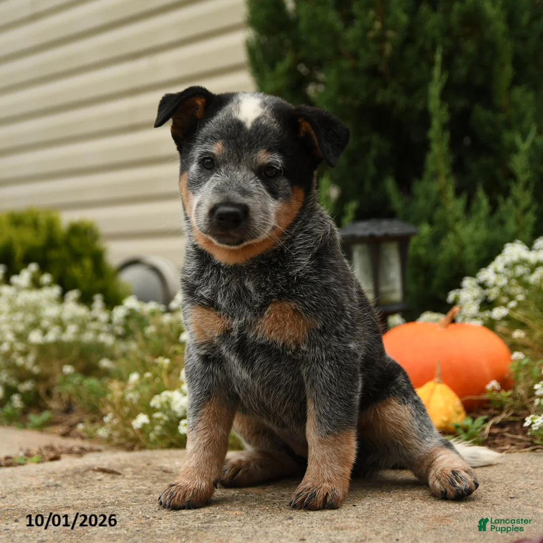Australian Cattle Dog dogs for sale: Andrea - Ad 2