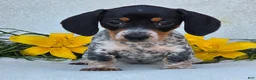 Miniature Dachshund dogs for sale: Mia - Ad 5