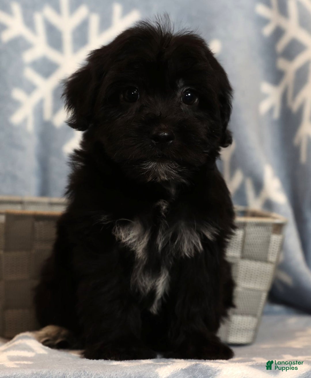 Yochon dogs for sale: Charlie - Ad 7