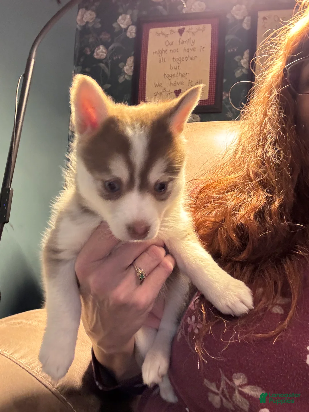 Pomsky dogs for sale: Pomsky Puppy 3 - Ad 1