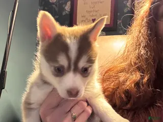 Pomsky dogs for sale: Pomsky Puppy 3 - Ad 2