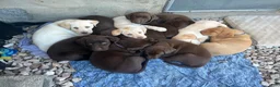 Labrador Retriever dogs for sale: Pumpkin - Ad 6