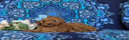 Toy Poodle dogs for sale: Marcie 9 lbs Full Grown - Ad 5