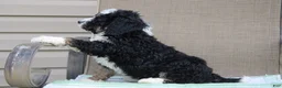 Mini Bernedoodle dogs for sale: Parker - Ad 20