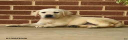 Labrador Retriever dogs for sale: Bubbles - Ad 2