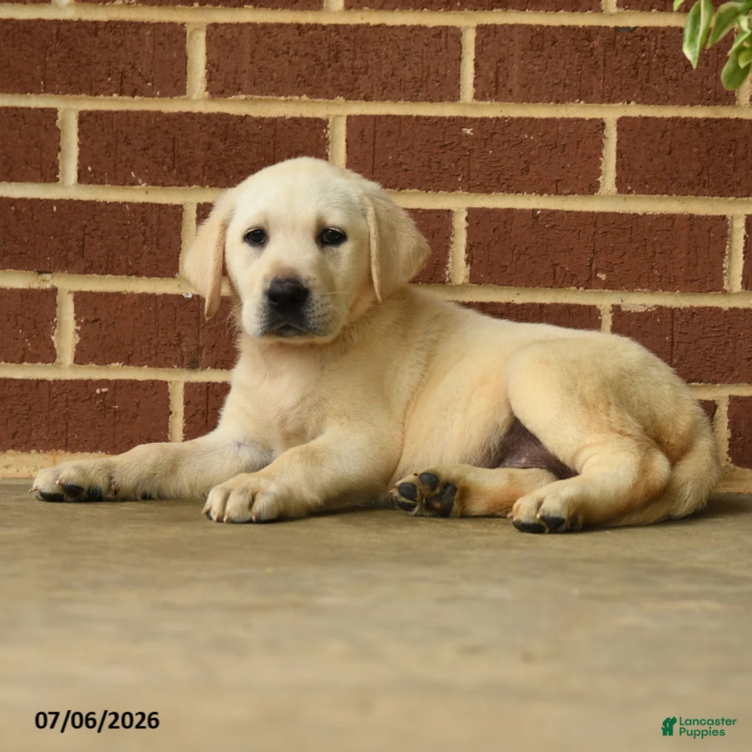 Labrador Retriever dogs for sale: Bubbles - Ad 2