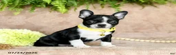 Boston Terrier dogs for sale: Dora - Ad 4