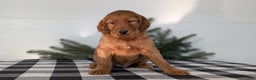 Irish Setter dogs for sale: Eden - Ad 8