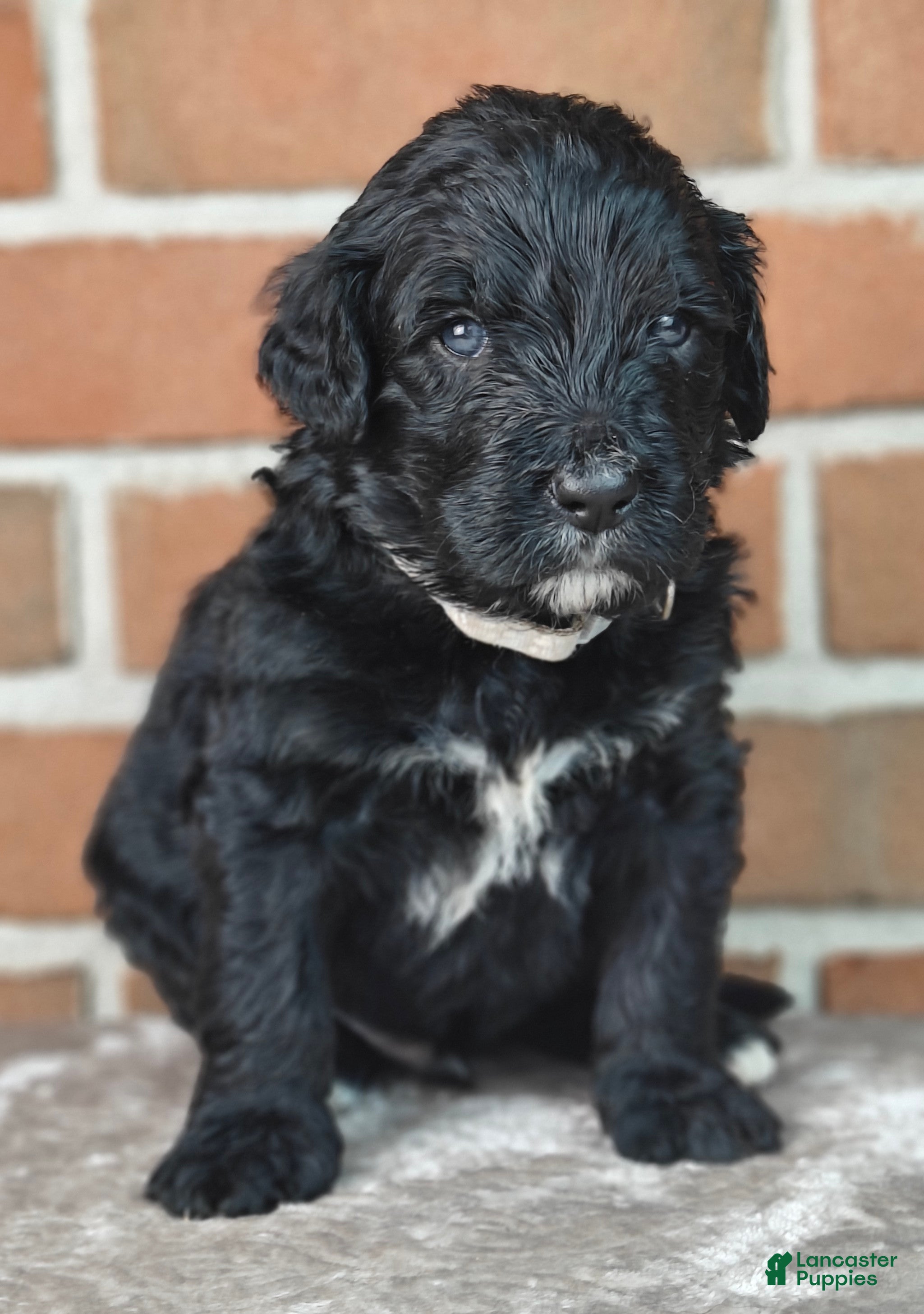 Bernedoodle dogs Thunder  - Ad 2