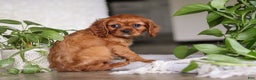 Cavalier King Charles Spaniel dogs for sale: Cleo - Ad 8
