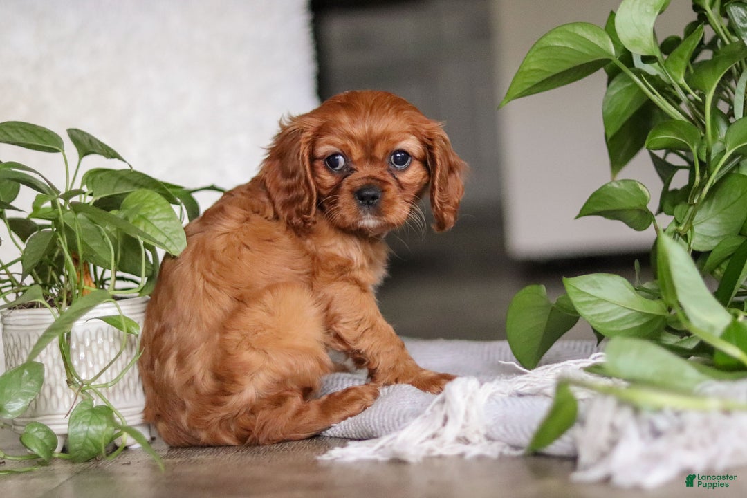 Cavalier King Charles Spaniel dogs for sale: Cleo - Ad 8