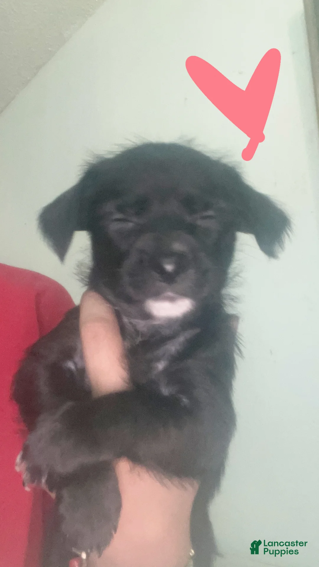 Chorkie dogs for sale: Chorkie 2 - Ad 2