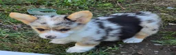 Welsh Corgi Pembroke dogs for sale: Stunning Stanley  - Ad 24