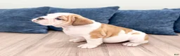 English Bulldog dogs for sale: Sky - Ad 5