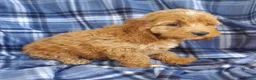 Cockapoo dogs for sale: Atlas - Ad 4