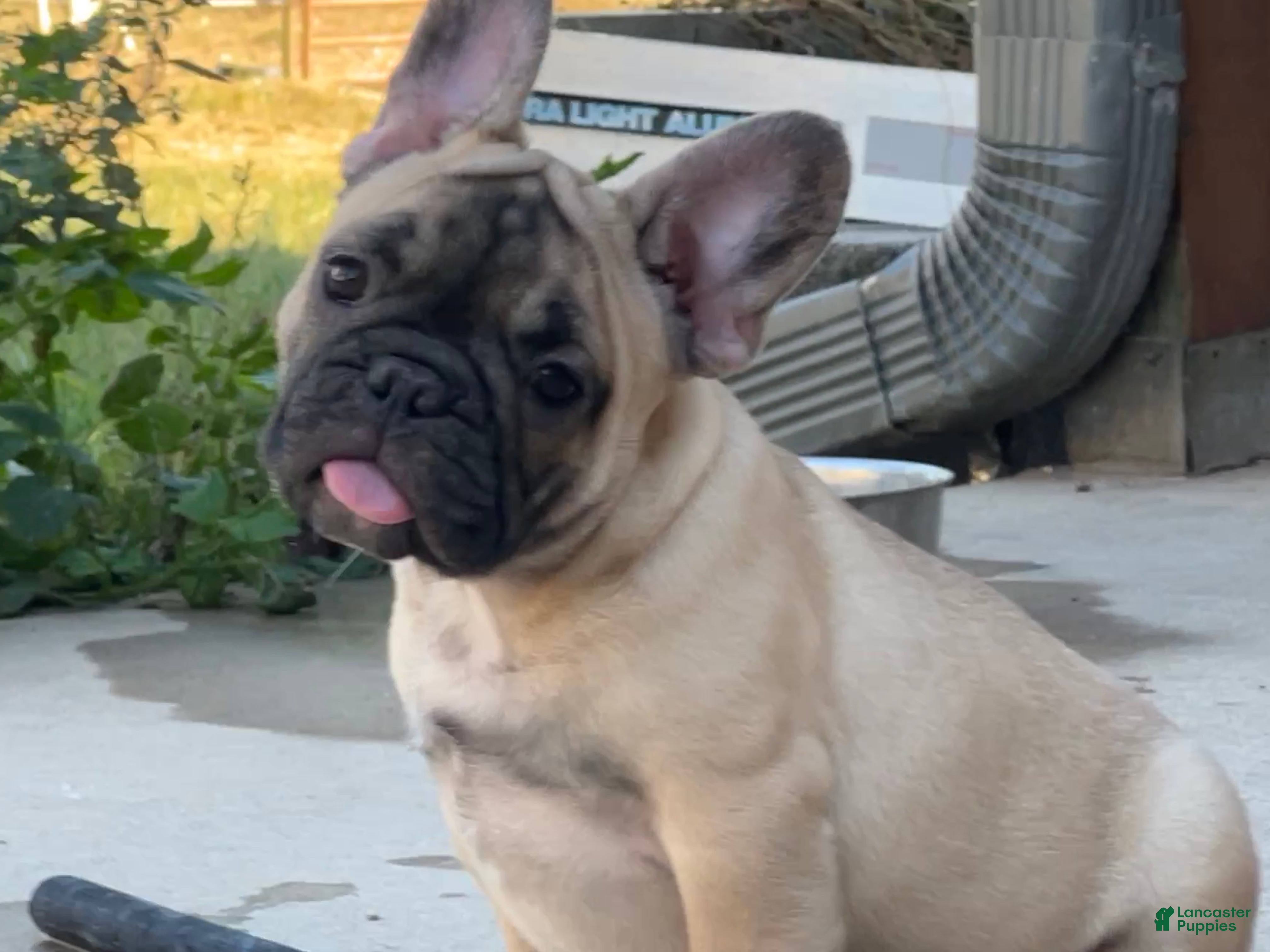 French Bulldog dogs Pete - Ad 29