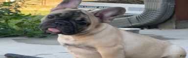 Pete