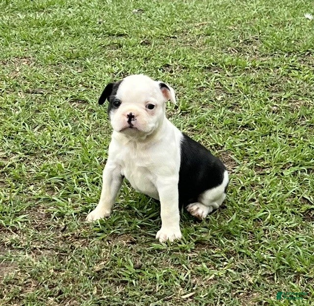 Frenchton dogs Frenchton Puppy 3 - Ad 1
