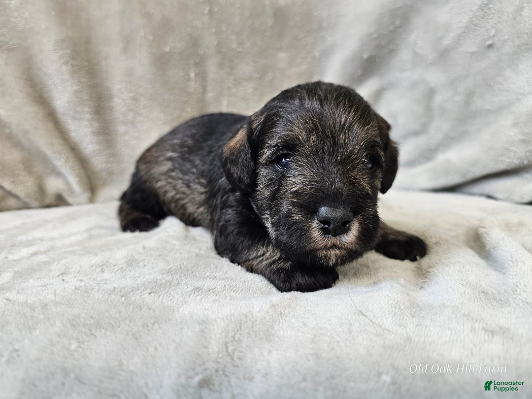 Mixed Breed dogs for sale: Kenny - Ad 11