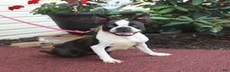 Boston Terrier dogs for sale: Midnight - Ad 4