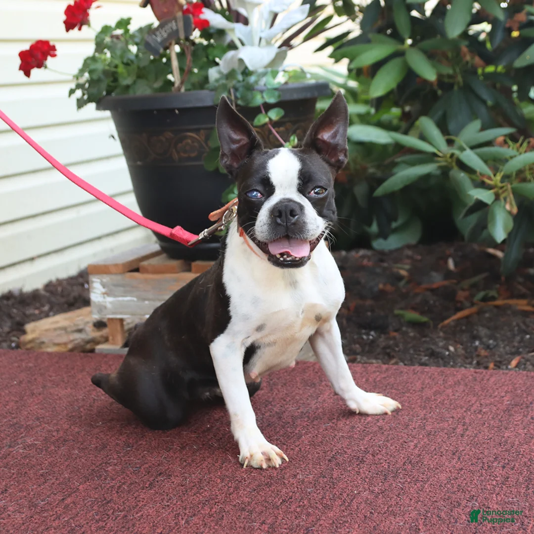Boston Terrier dogs for sale: Midnight - Ad 4