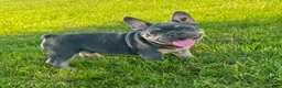 French Bulldog dogs for sale: Lola - Ad 9