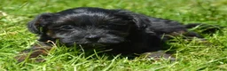 Yorkiepoo dogs for sale: Yorkiepoo Pepper - Ad 2