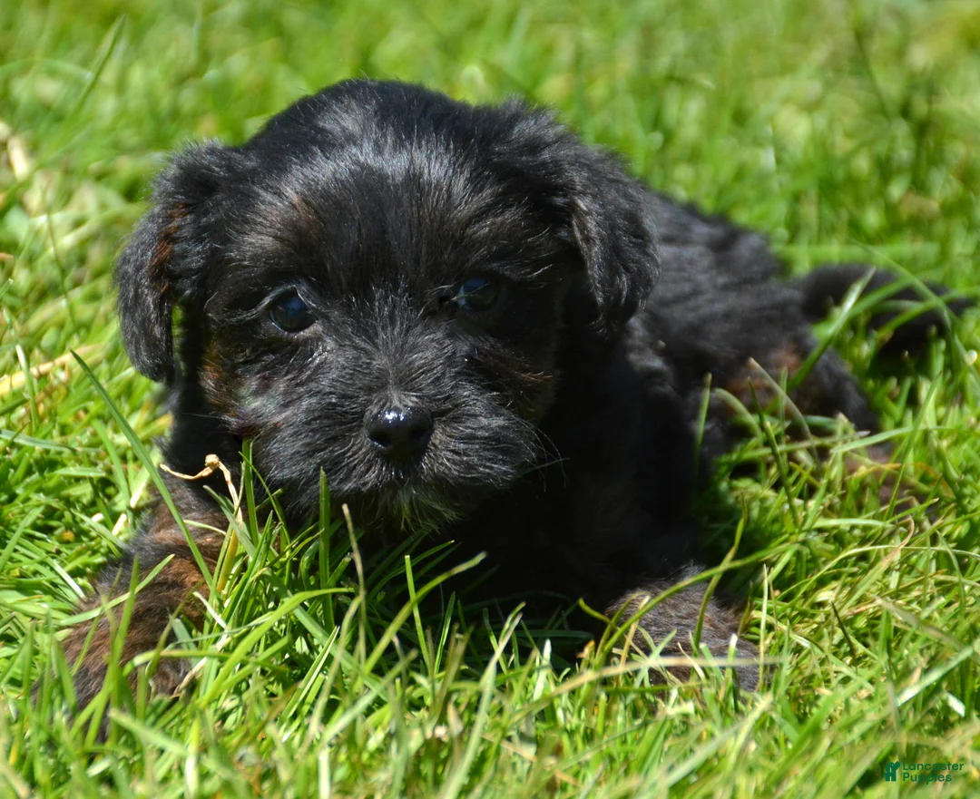 Yorkiepoo dogs for sale: Yorkiepoo Pepper - Ad 2