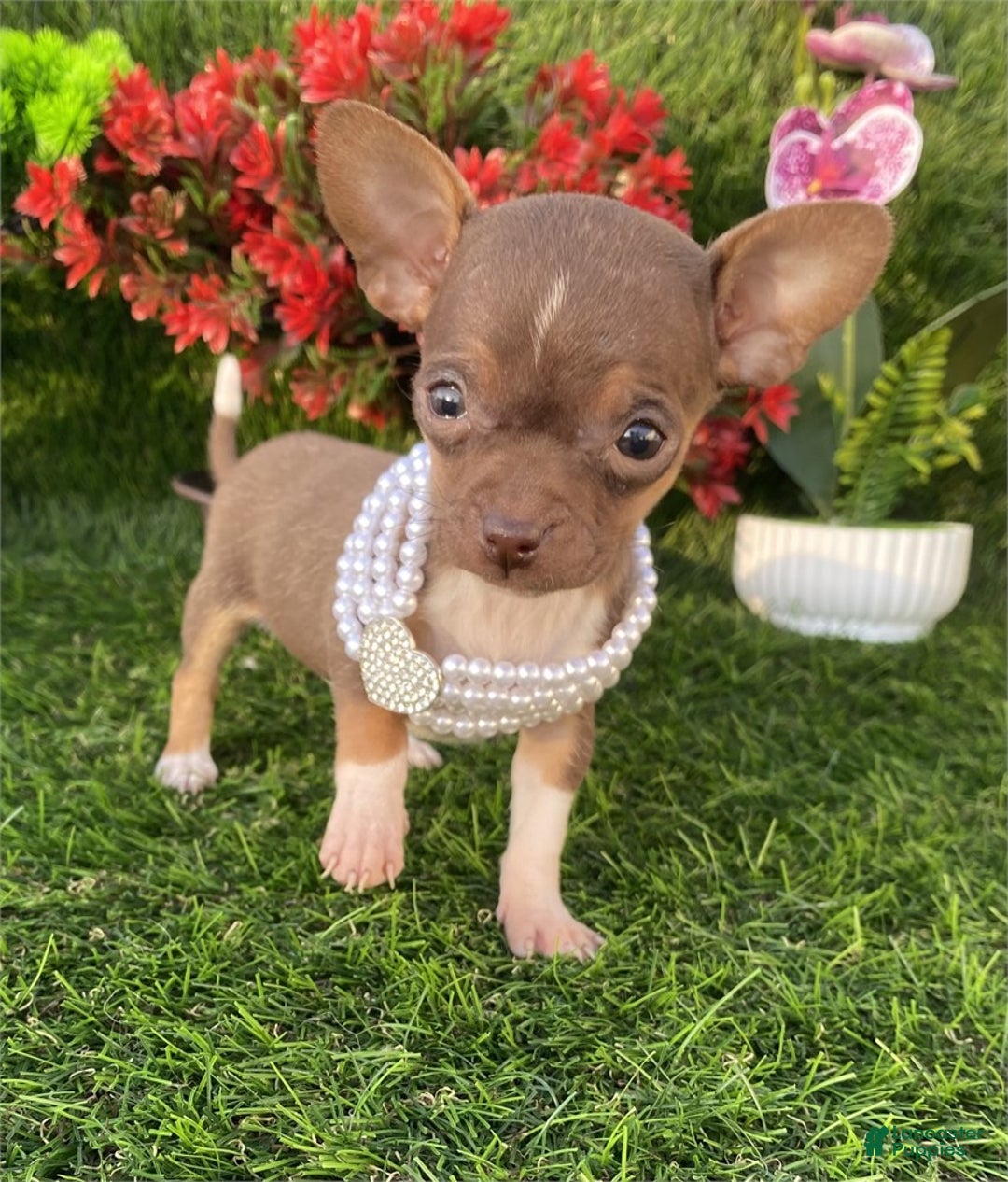 Chihuahua dogs for sale: Chihuahua Puppy 1 - Ad 3