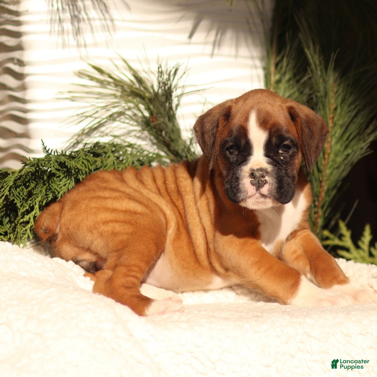 Boxer dogs Abby - Ad 28