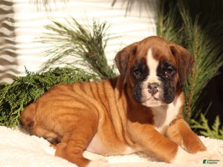 Boxer dogs Abby - Ad 35