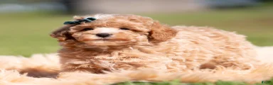 Popcorn AKC