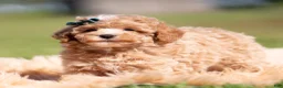 Toy Poodle dogs for sale: Popcorn AKC - Ad 1