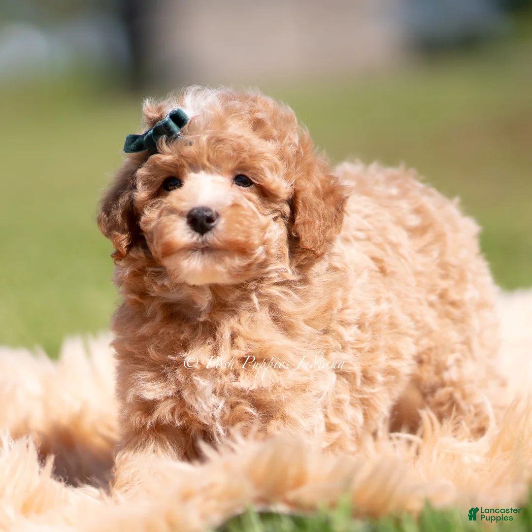 Toy Poodle dogs for sale: Popcorn AKC - Ad 1