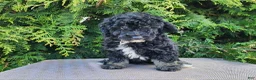 Mini Bernedoodle dogs for sale: Mia - Ad 5