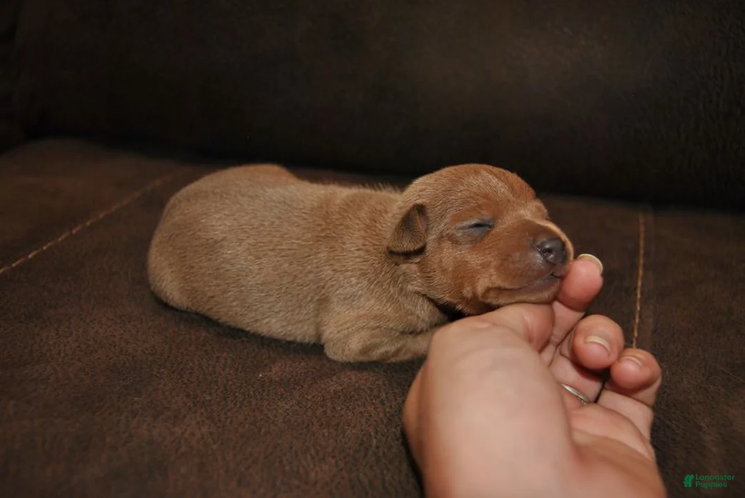 Miniature Pinscher dogs for sale: Rocker - Ad 2