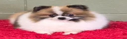 Pomeranian dogs for sale: Bits - Ad 5