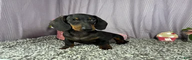 Miniature Dachshund 2