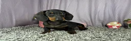 Miniature Dachshund dogs for sale: Miniature Dachshund 2 - Ad 1