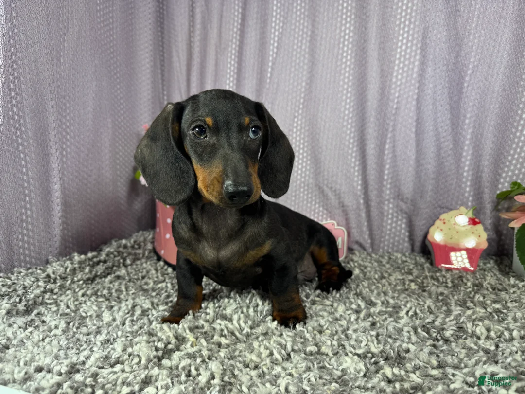 Miniature Dachshund dogs for sale: Miniature Dachshund 2 - Ad 1
