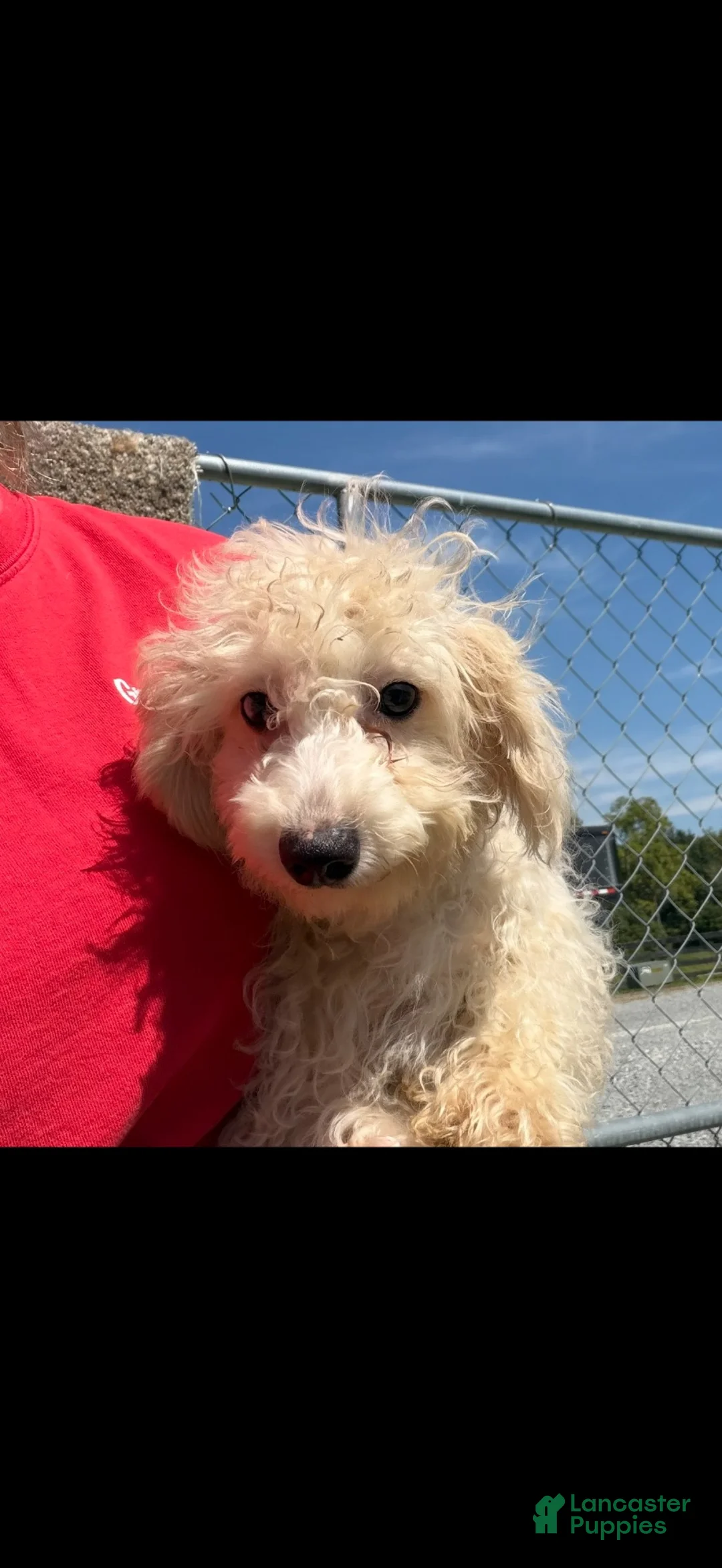 Miniature Poodle dogs for sale: Leeza - Ad 2